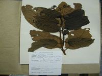 Herbarium sample